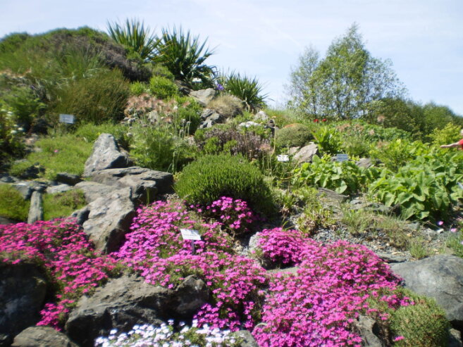 Bild 1 Viele botanische Kostbarkeiten der Hochgebirge sowie hunderte Arten kalkliebender Pflanzen können von den Besuchern bestaunt werden.